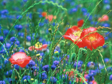 odile-perreau-gestalt-therapie-toulouse-psychogenealogie-coaching